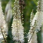 Cimicifuga racemosa